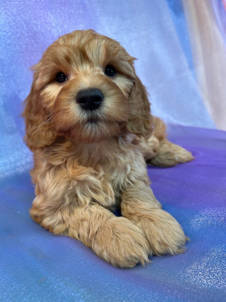 Female F1b Mini Goldendoodle Puppy for Sale DOB 2-18-2025 $1200